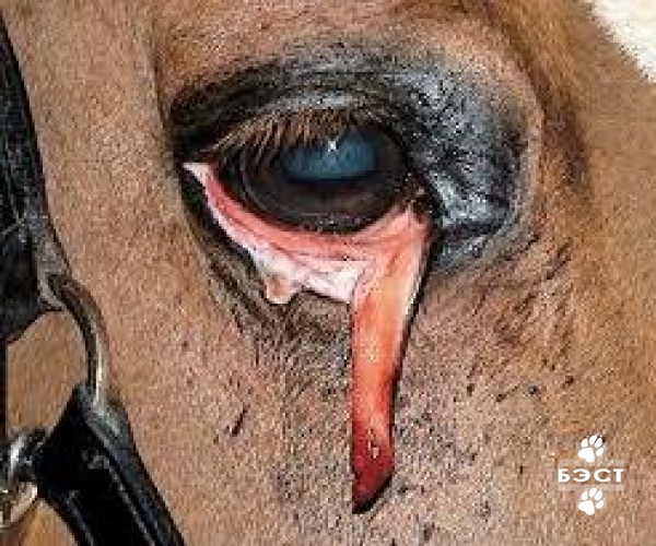 Какие травмы глаза у животных наиболее серьезные?